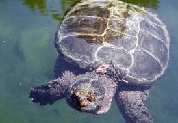 肌醇——魚、蝦飼料的能量補給站！